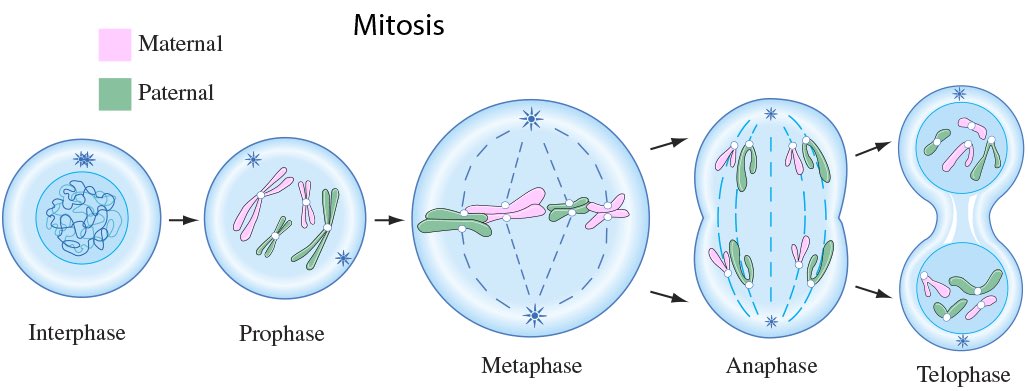Michaela122898's tweet photo. Mitosis! #106F17week9 @UNKBiol106CW https://t.co/WyZ9m6BQnA