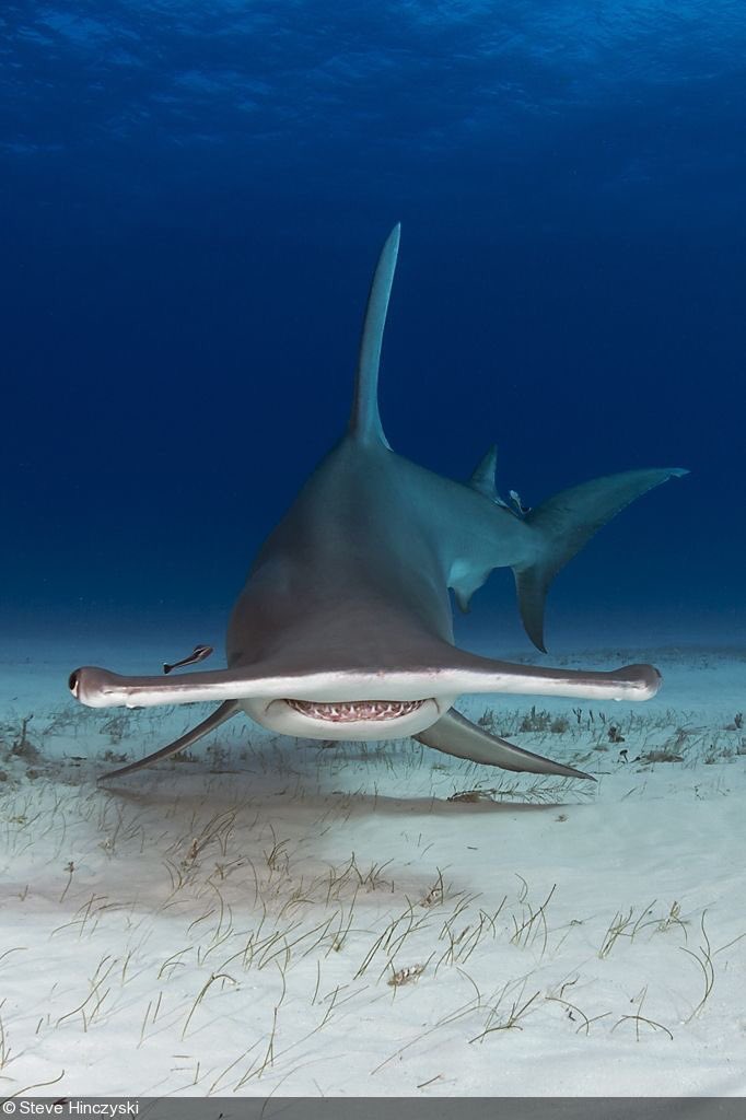 britnoodle's tweet photo. Today, when you feel sad, remember that we live in the same world as hammerhead sharks....which look ridiculous, and I love them. https://t.co/WJuXyXDXU6