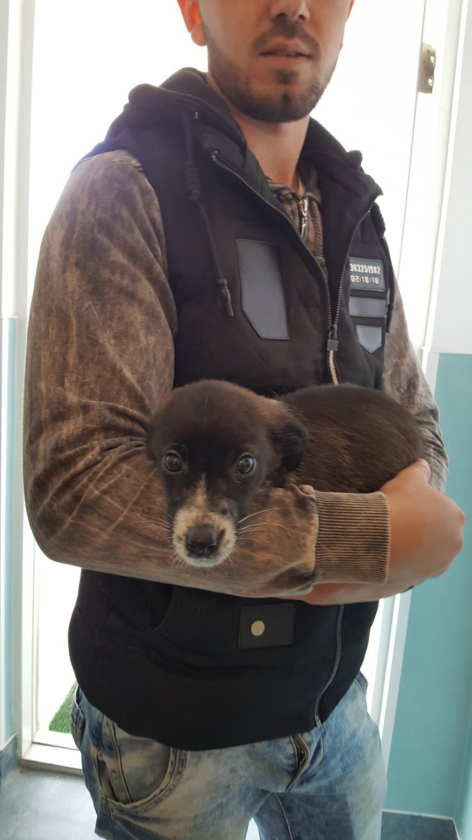 sara_turetta's tweet photo. One of the over 40 #puppies in our care. Absolutely adorable. @SavetheDogsSTD #Romania #workingonthefrontline #wechangelives https://t.co/JZsc01WD8e