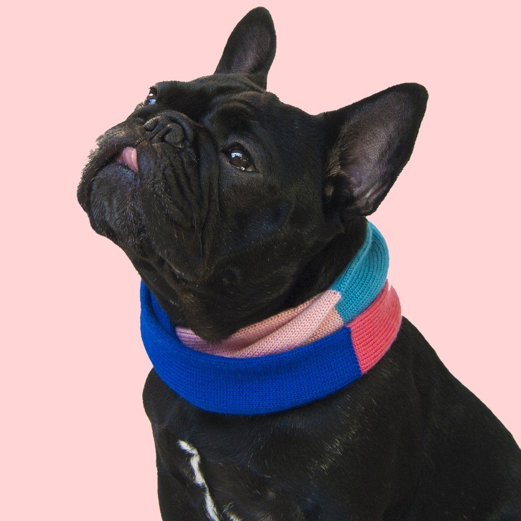 Keep your pups' necks stylish and cozy with our brand new infinity scarves. bauhound.com #dogscarf #winterdogs