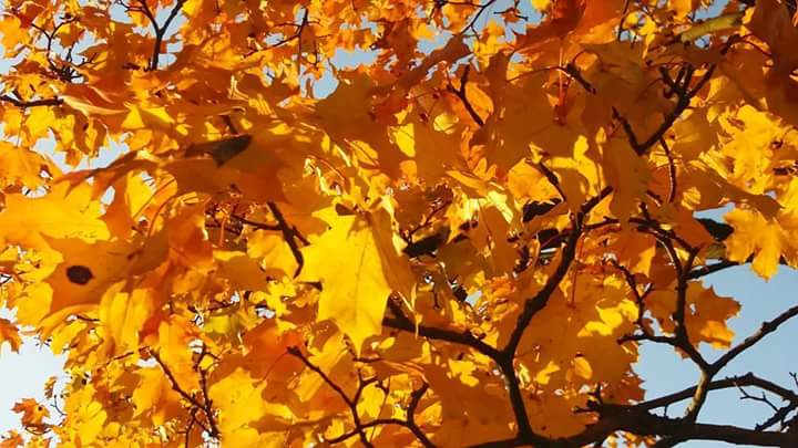 TerhiKatila's tweet photo. Syksyn väriloistoa😊
#syksyn #väriloistoa #vaahtera #auringossa https://t.co/meucepLWUF