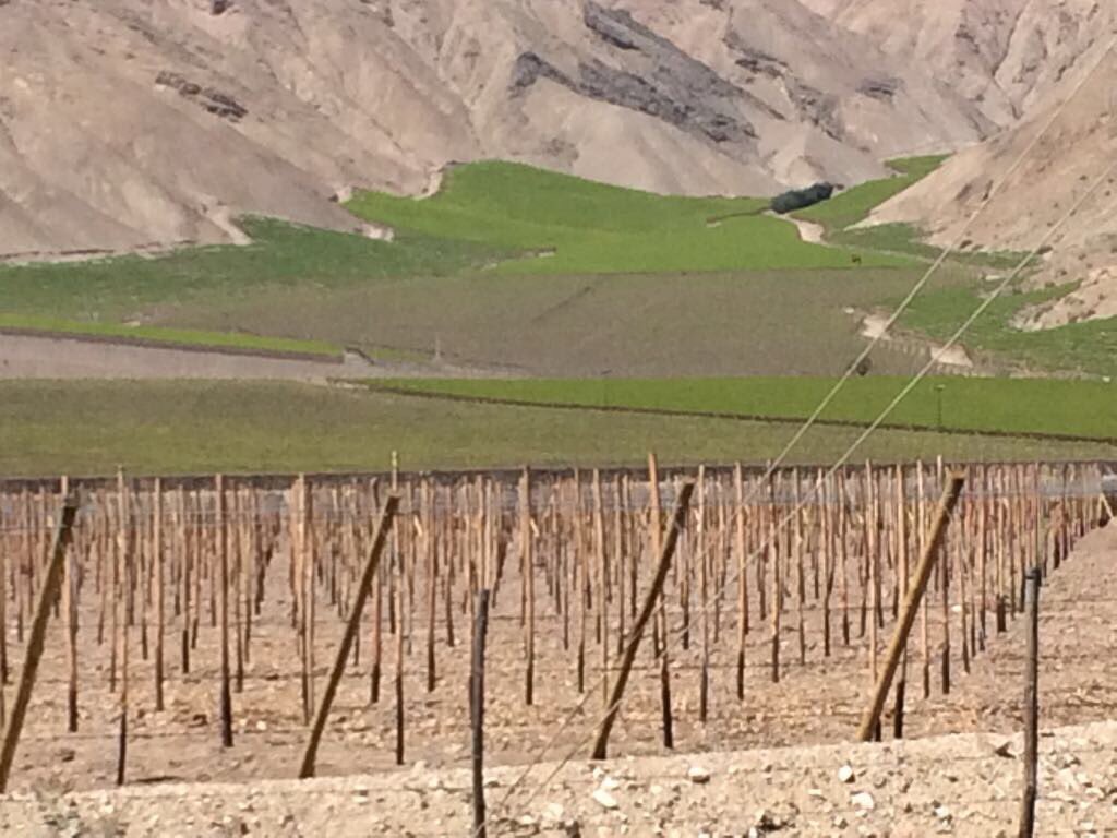 InveranCorp's tweet photo. Trabajando junto a @FruticolAtacama en uvas 🍇 #bioprotec #biotech #agricultura https://t.co/7BvYPOGw6c