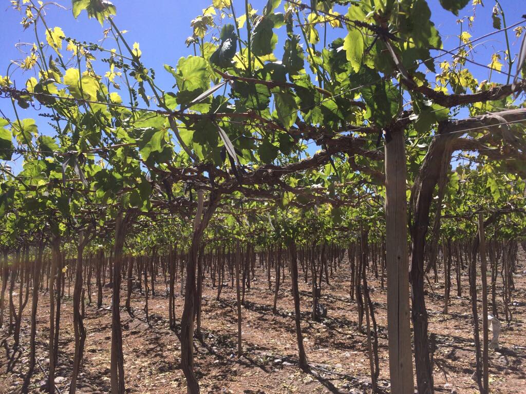 InveranCorp's tweet photo. Trabajando junto a @FruticolAtacama en uvas 🍇 #bioprotec #biotech #agricultura https://t.co/7BvYPOGw6c