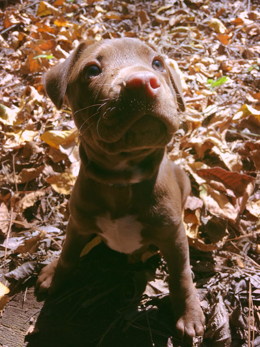 Wow_Shenanigans's tweet photo. I’m cute admit it....don’t worry I won’t tell anyone #pitbullawarenessmonth #pibulls #staffy #bullybreeds #adorable #puppies #toocute https://t.co/MRMm9iiM1T