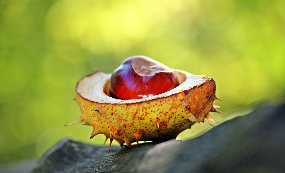 OptimalRD's tweet photo. WILD NUT FACT: Chestnuts are the only nut with any Vitamin C.  3.5 oz will provide 34% of RDA for Vitamin C. #health #nutty #nutrition https://t.co/AvSQ95nt4d