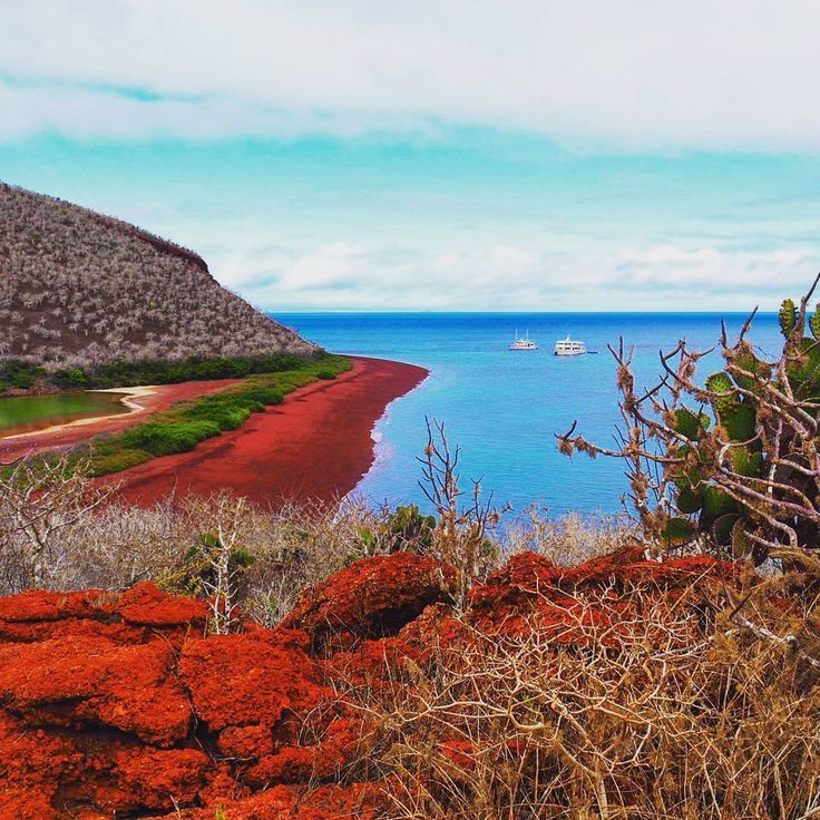 ecuadormycountr's tweet photo. #GalapagosIslands the best photos created by #travellers #tourists : #FirstStop #RabidaIsland #Galapagos #National… https://t.co/RC0MP1qYsG https://t.co/QRXzQHRPlL