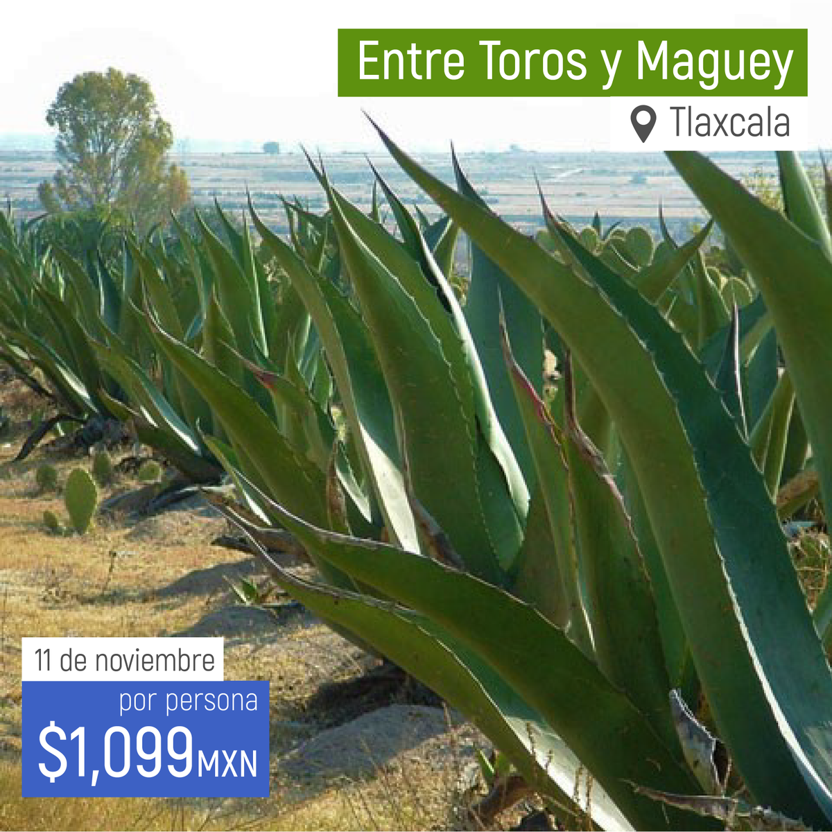 orbifyapp's tweet photo. Conoce la magia de Tlaxcala a través de sus haciendas pulqueras y ganaderas!
Reserva aquí: https://t.co/L9nYdvSjRT https://t.co/z1B8vA0FEr