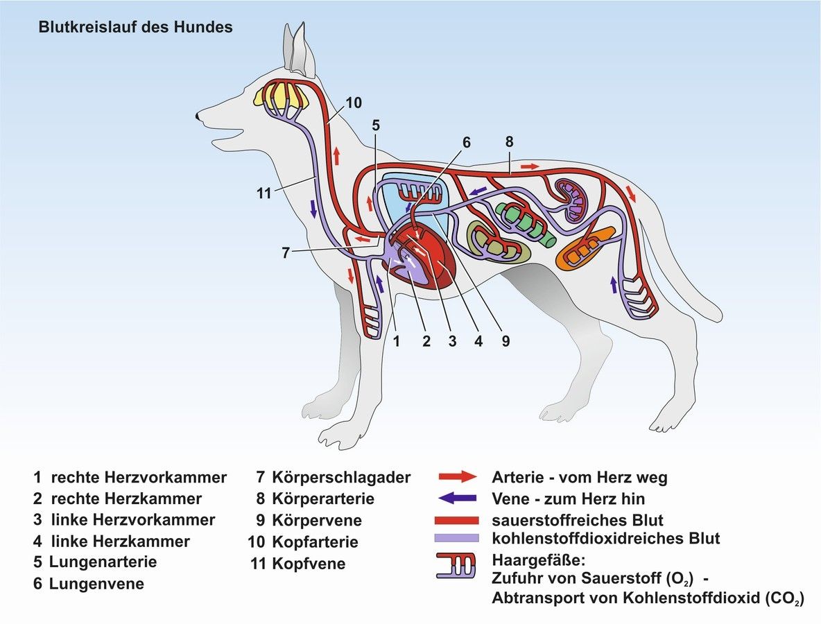 Pawesome Canine در توییتر "Blutkreislauf vom Hund allgemeineanatomie 