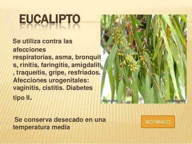 ainhoa_becquer's tweet photo. #eucaliptos 🌿🌿 https://t.co/KTRM6dQrEw