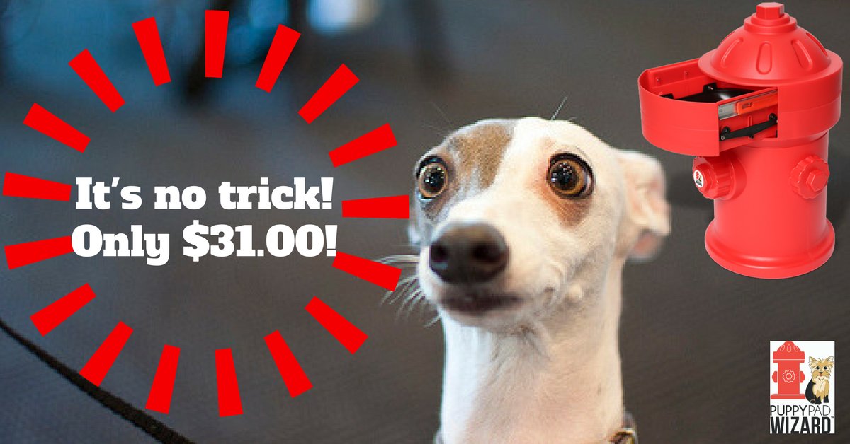 puppypadwizard's tweet photo. No trick.  Just a treat!  The Puppy Pad Wizard is only $31 for a limited time. #puppypads #housetraining #smalldogs #yorkie #chihuahua 🎃🐩 https://t.co/kUNupnv7jr