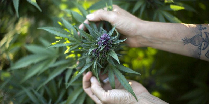 Herbworthy's tweet photo. Hard #Data Proves #Legal #Cannabis Is Safe - https://t.co/JS5DDjW6kz https://t.co/BhnZAJeTFa