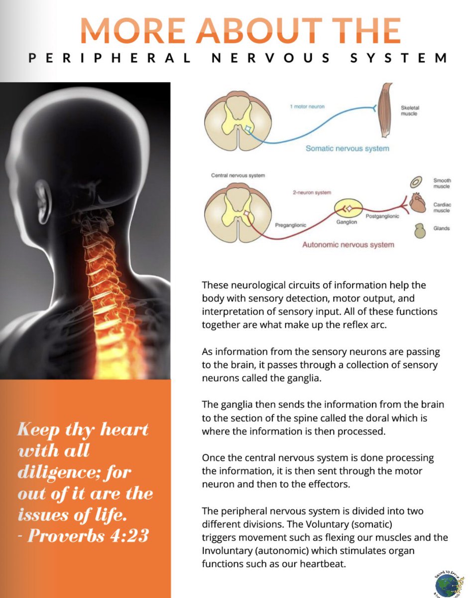 HealthfulLiv365's tweet image. Learning the body system! #bodysystem #body #8stepstohealth #back #spine