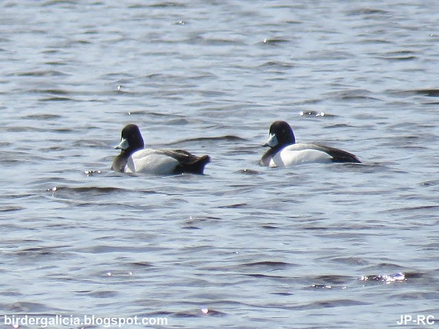 GalicianBirder's tweet photo. Aythya afinis (Porrón Bola) y Aythya marila (Porrón bastardo) https://t.co/klTzEWn7qU Encontrados el 24/03/17 D. Calleja en #Caque #Birds https://t.co/YUKRkM5LSp