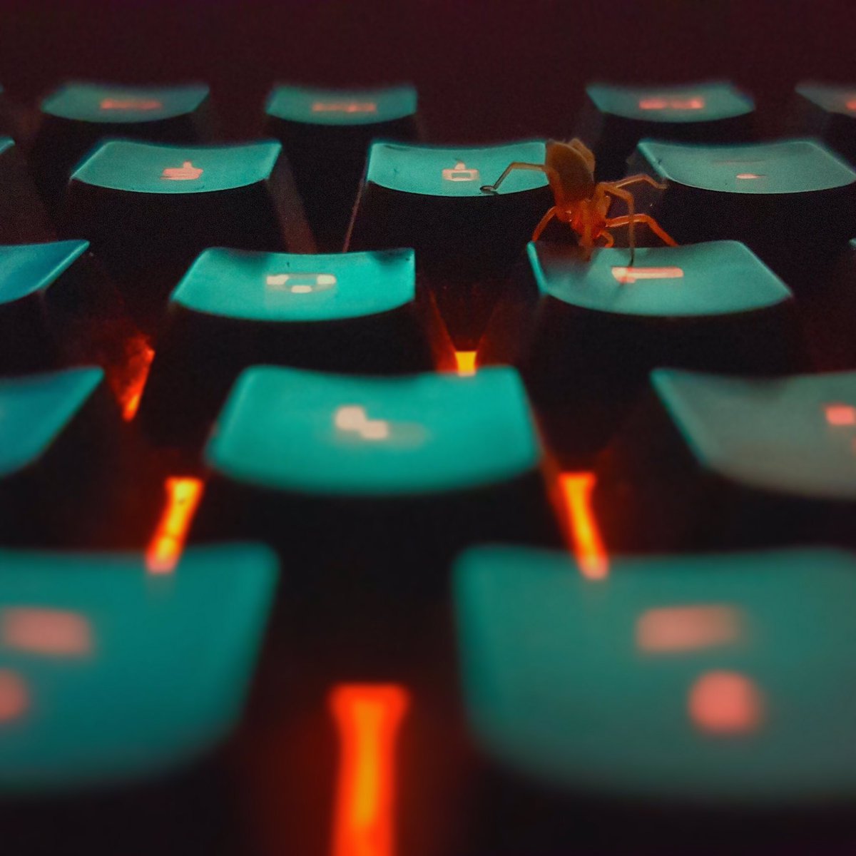 it's writing me a cute little message ☺️

#cmstorm #illuminated #coloured #keyboard #aww #itsybitsyspider #cutey #insect #spider 🕷