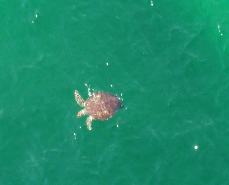 Our cover photo today was taken by Lucie Tucker Farnsworth from the #OkaloosaIslandPier. Thanks, Lucie!