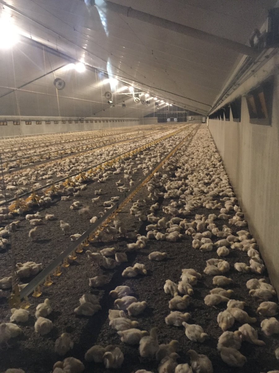 Day3 <a href="/Farmersmoldova/">Farmers Moldova</a> in Holland:milk-orchids-chickens. About entrepreneurship and licence to produce. Free markets? <a href="/Agriterra/">Agriterra</a> <a href="/Flynthtweets/">Flynth</a>