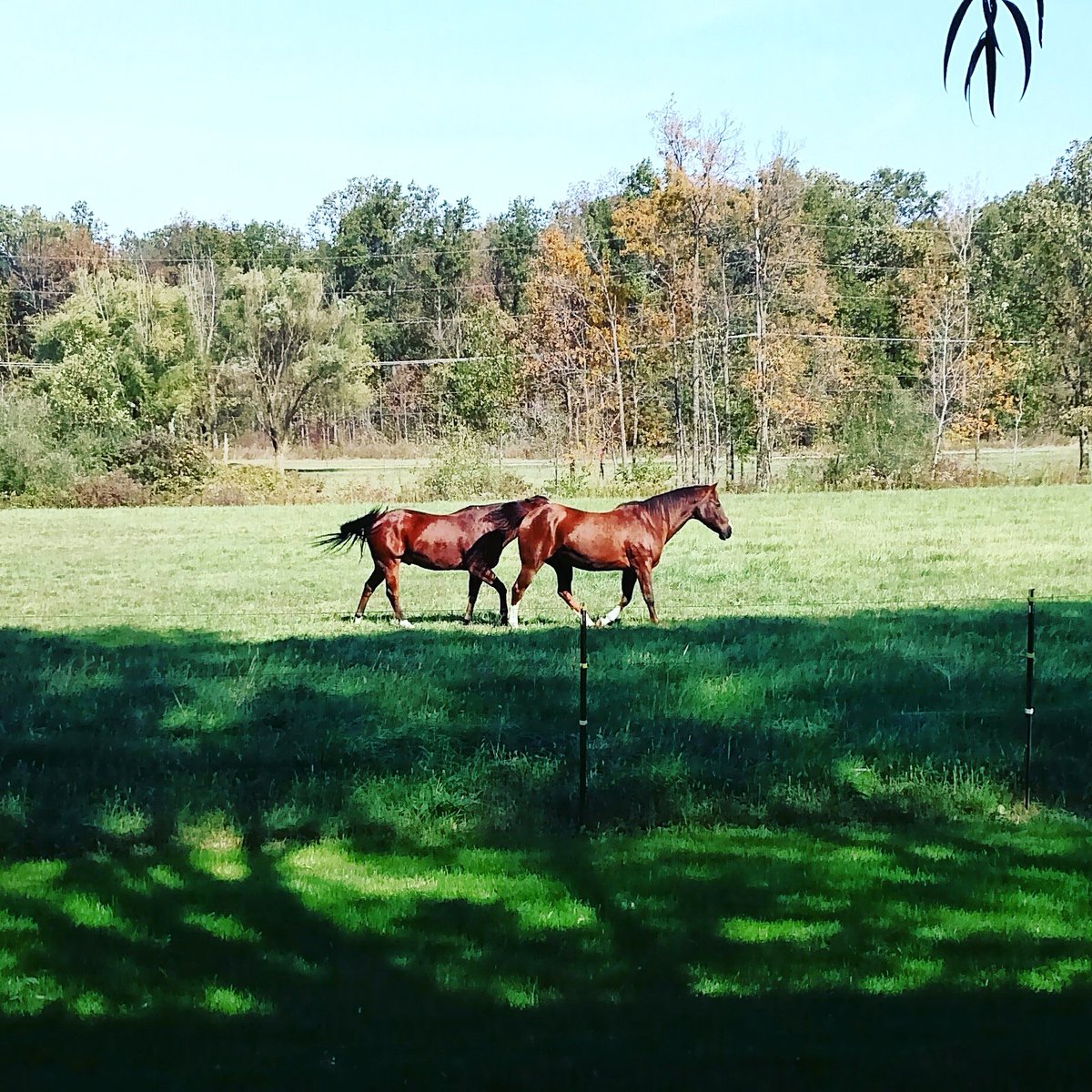 MeredithMickey's tweet photo. Afternoon running buddies! #admiringfromafar #damnallergies https://t.co/zbvEeHKS4k