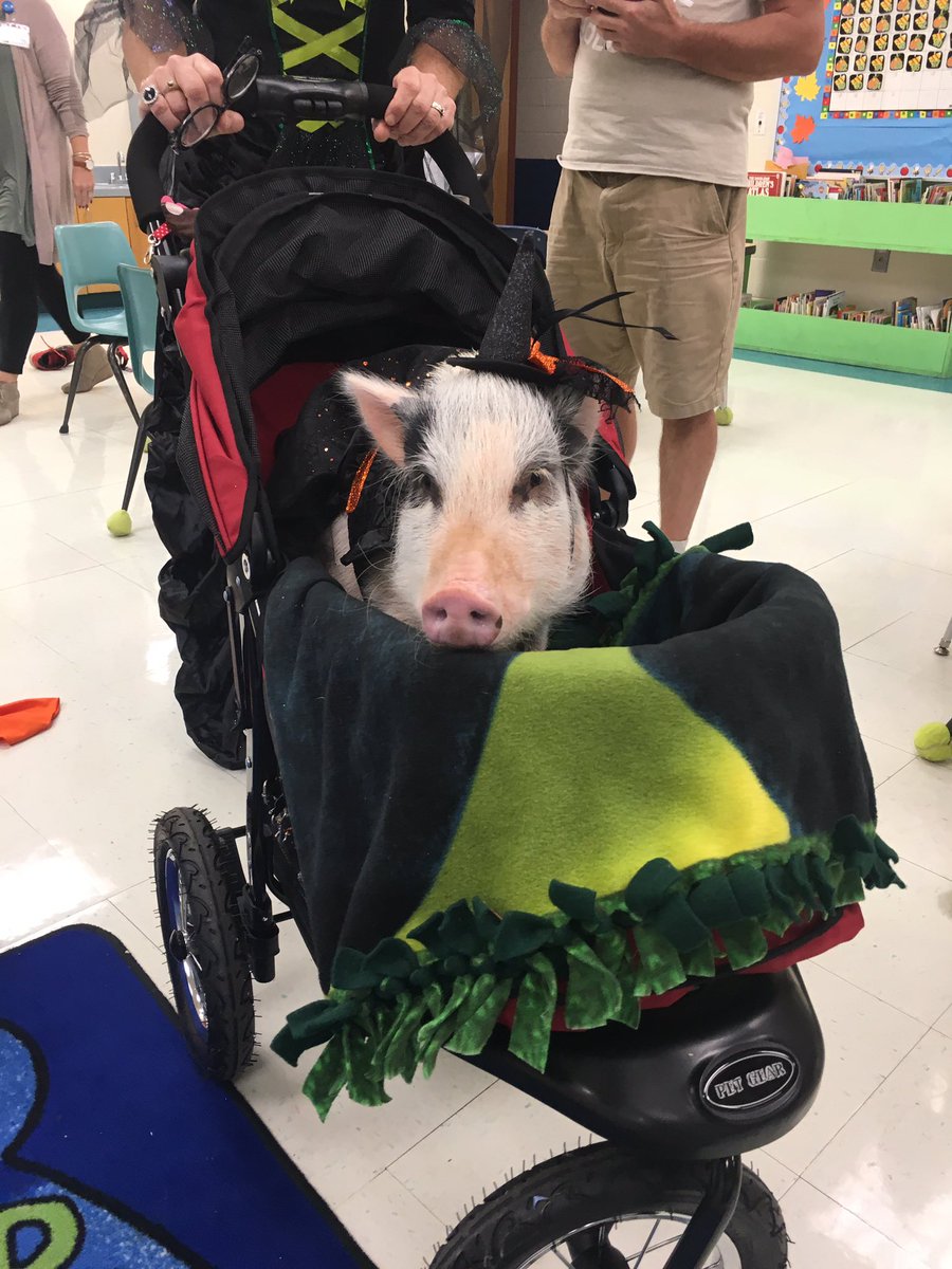 msdefrancisco's tweet photo. Look 👀 who was at Park View today! @MrsAstonMGSD #matildathepig #parkviewelementary https://t.co/aAyyx14vzk