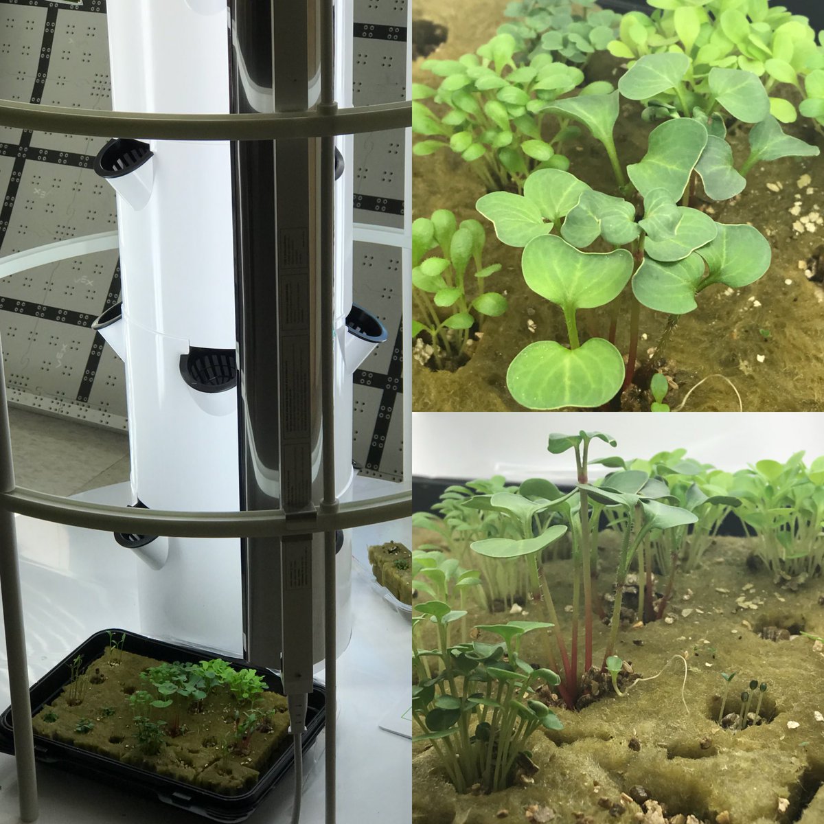 MrsTenzer's tweet photo. In full sprout mode in #smsfacs #scarsdalemspride #hydroponics #aeroponics #towergarden https://t.co/xCxaZqCYI7