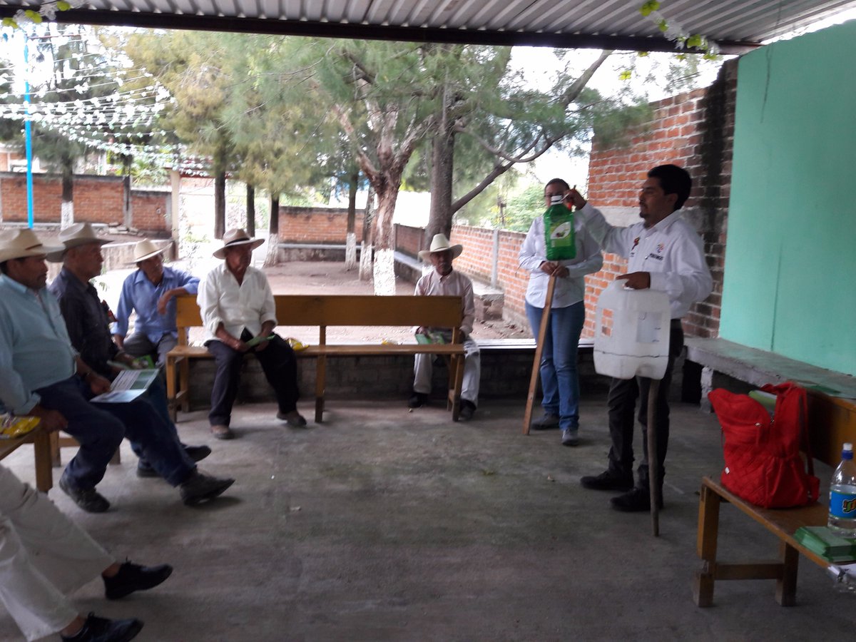 MarisolArregui2's tweet photo. monitoreo de  la plaga de gusano cogollero, Las Canoas, Salvatierra,Gto., participación del Ing. Francisco, Desarrollo Rural. @DesdeGto https://t.co/q1tQ6cnzPL
