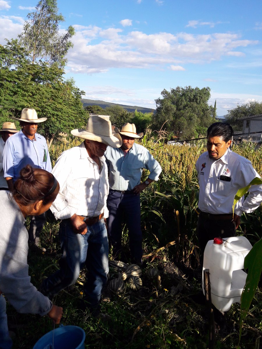MarisolArregui2's tweet photo. monitoreo de  la plaga de gusano cogollero, Las Canoas, Salvatierra,Gto., participación del Ing. Francisco, Desarrollo Rural. @DesdeGto https://t.co/q1tQ6cnzPL