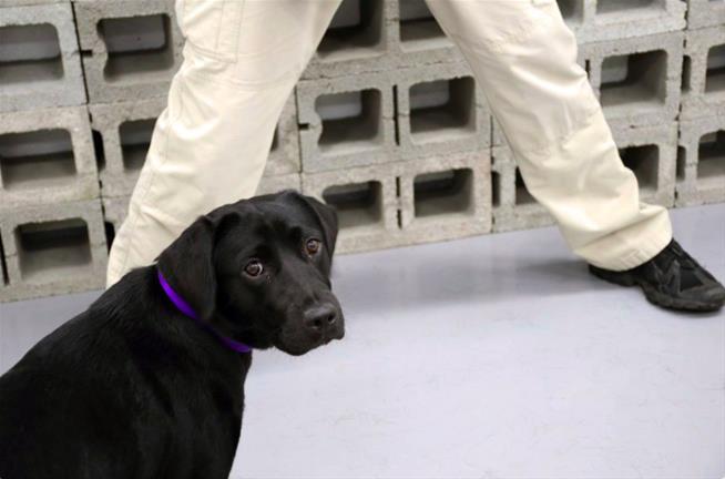 FOX2now's tweet photo. Lulu the dog flunks out of CIA bomb-sniffer school https://t.co/HToC0ckY00 https://t.co/HnJue1QSZs