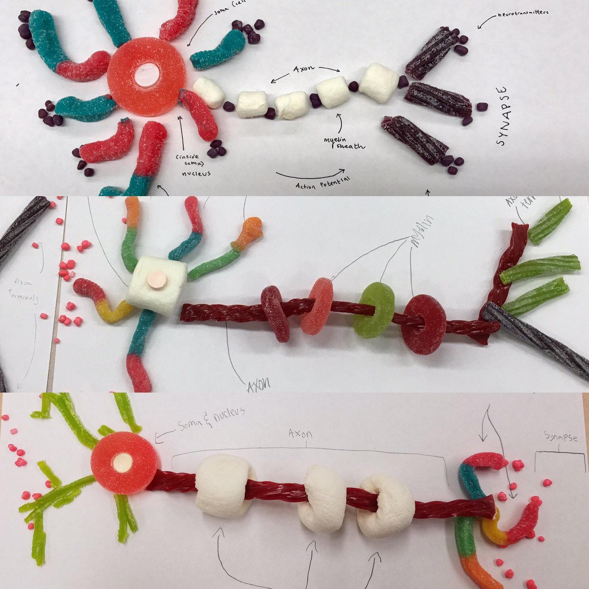Allen_Psych's tweet photo. Fun times building candy neurons in #AcalanesPsych #DATway https://t.co/e9A8ILuwlx
