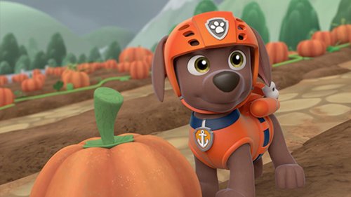 telefe's tweet photo. Los cachorros de #PawPatrol tienen un gran desafío: ordenar todas las calabazas 🎃https://t.co/cK13plCJ1C #NickJrEnTelefe https://t.co/TIdjlj47EZ