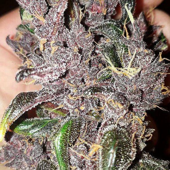 joisami's tweet photo. #NewStrains
#RareStrains
#IndoorsOutdoors
#Organic
#MedicalCannabis https://t.co/sQqkAELvJH