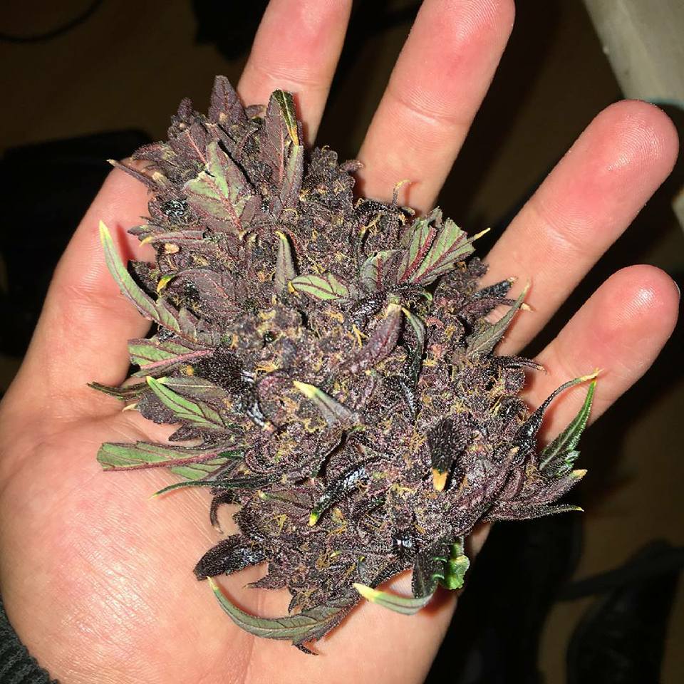 joisami's tweet photo. #NewStrains
#RareStrains
#IndoorsOutdoors
#Organic
#MedicalCannabis https://t.co/sQqkAELvJH