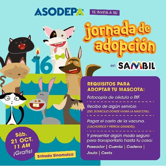 Asodepa's tweet photo. Pon un peludo en tu vida! #JornadaDeAdopción en @tusambilmcbo este sábado 21/10, desde las 10am! Requisitos en la imagen #asodepa https://t.co/kcPTqNViXu