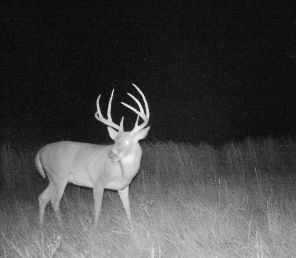 QDMA_STL's tweet photo. Cold front is pushing through Sunday &amp; early next week. Who’s ready for colder temps? I wouldn’t mind seeing these guys at light either https://t.co/BAblB6a0Vg