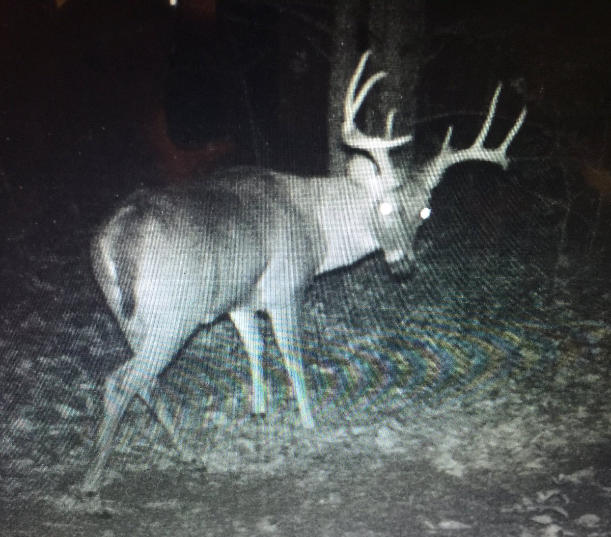 QDMA_STL's tweet photo. Cold front is pushing through Sunday &amp; early next week. Who’s ready for colder temps? I wouldn’t mind seeing these guys at light either https://t.co/BAblB6a0Vg
