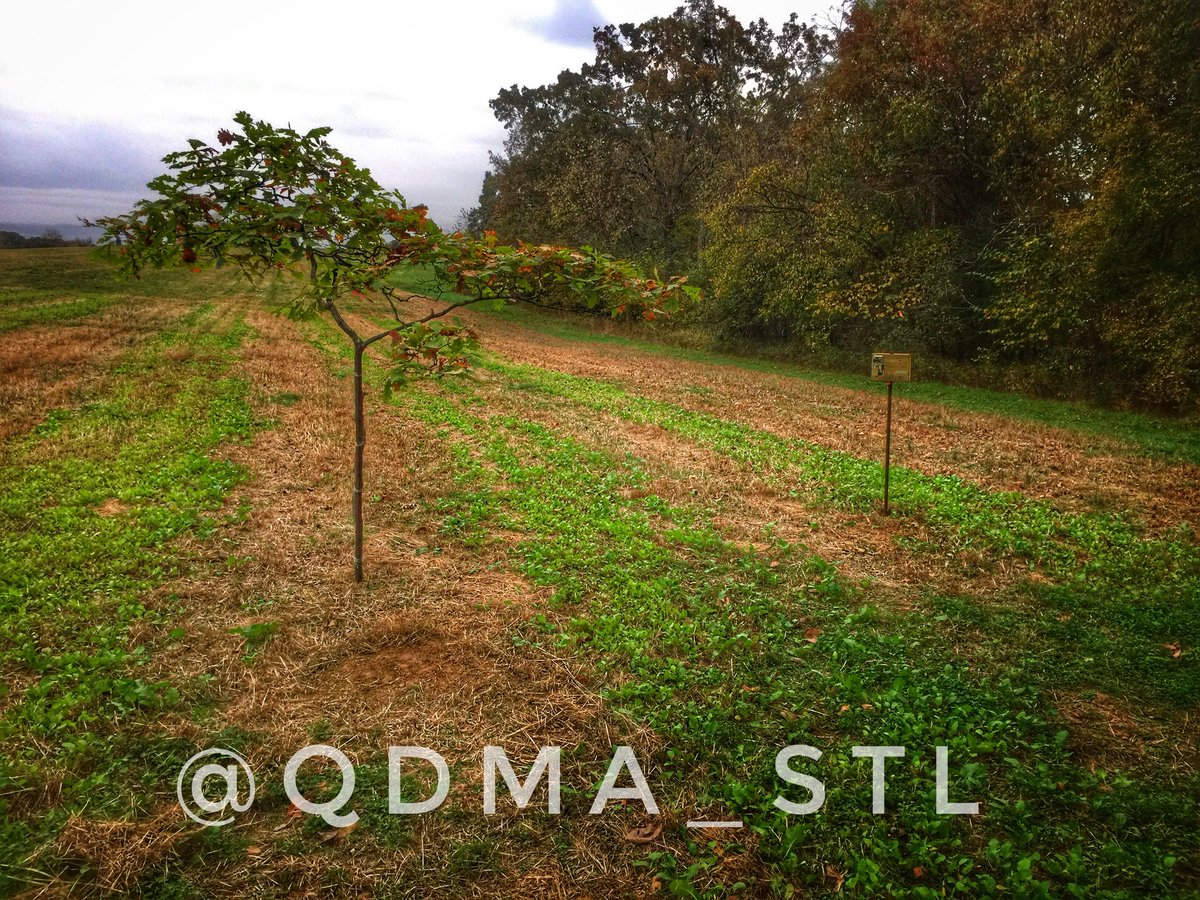 QDMA_STL's tweet photo. Cold front is pushing through Sunday &amp; early next week. Who’s ready for colder temps? I wouldn’t mind seeing these guys at light either https://t.co/BAblB6a0Vg