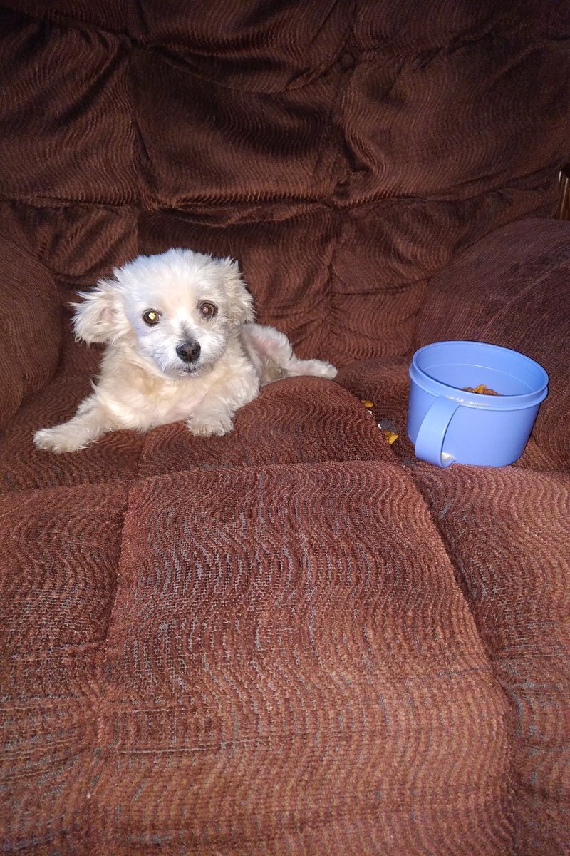 NateGavronsky's tweet photo. My dog Angel watching @DanaPerino on @TheFive #TheFive on @FoxNews today. #afterworksnack https://t.co/XojcLqyjam