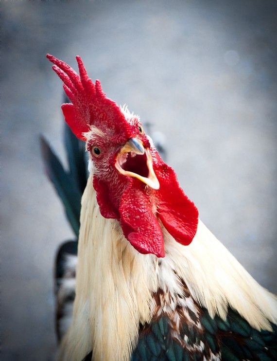 chicken_dinna's tweet photo. Our competition....nothin but chickens https://t.co/je00zjApSV