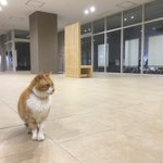 日本大学生物資源科学部の自由すぎるかわいい猫が話題に!大学内を自由に動き回る猫!