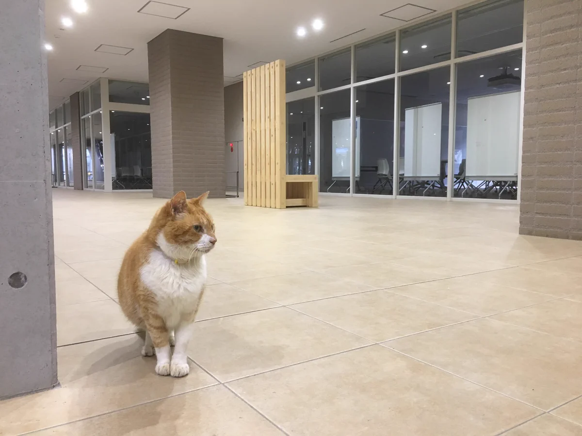 日本大学生物資源科学部の自由すぎるかわいい猫が話題に！！大学内を自由に動き回る猫www
