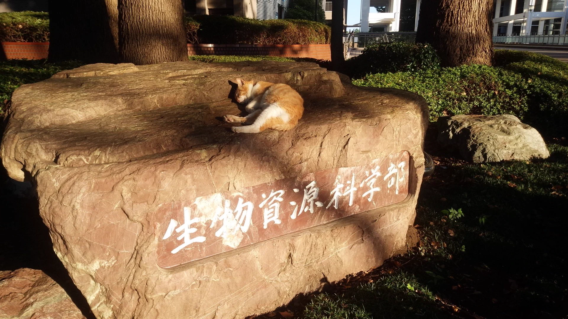 日本大学生物資源科学部の自由すぎるかわいい猫が話題に！！大学内を自由に動き回る猫www