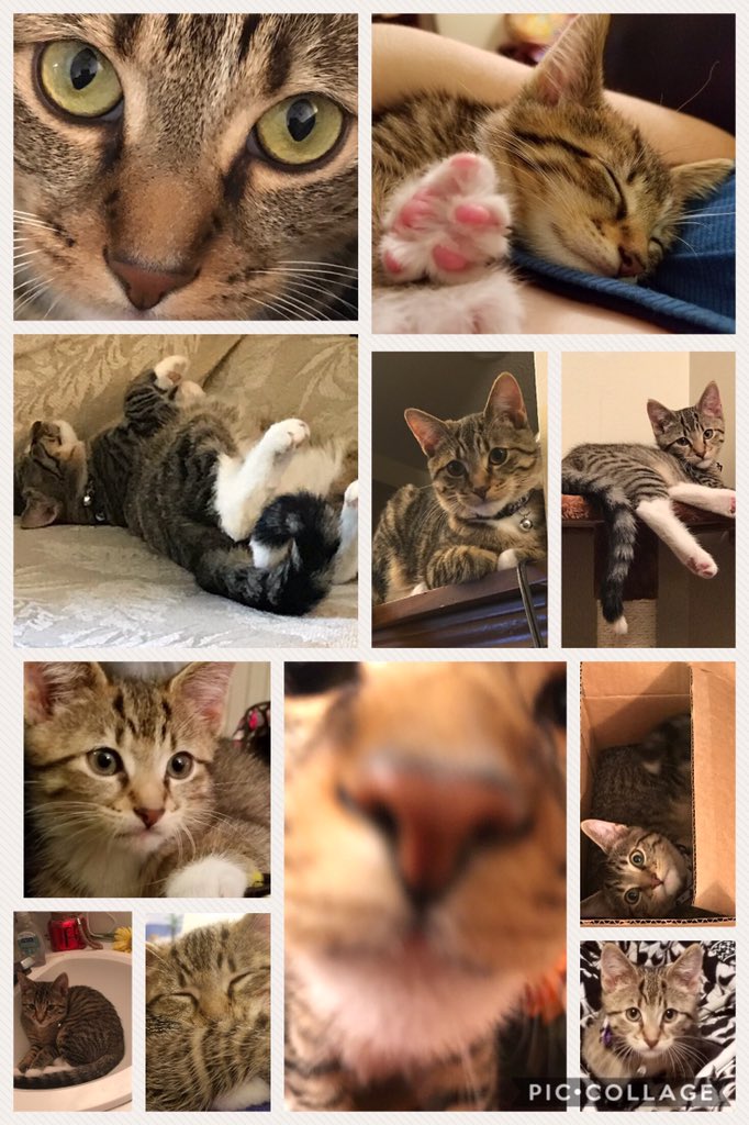 cduensing78's tweet photo. @TheEllenShow Allow me to introduce Treble. Sometimes cuddly. Always ornery. #EllenRateMyCat https://t.co/alWYlbCDjj