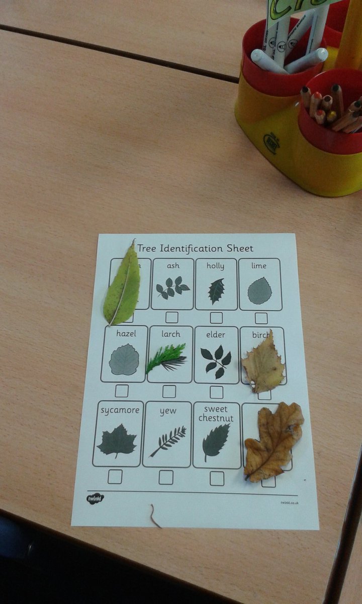 MissQuinn14's tweet photo. Today we were identifying leaves we had collect yesterday from the school garden. https://t.co/FjtToGGtoP
