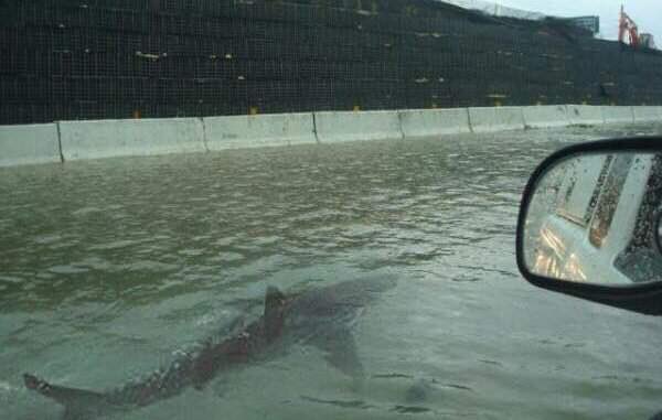 nuclear94's tweet photo. Rudolph- it has become remarkably easy to fake science. There were no sharks on the Freeway in Houston but it sure looks like it #IITPhysics https://t.co/S94FaN4Bzj