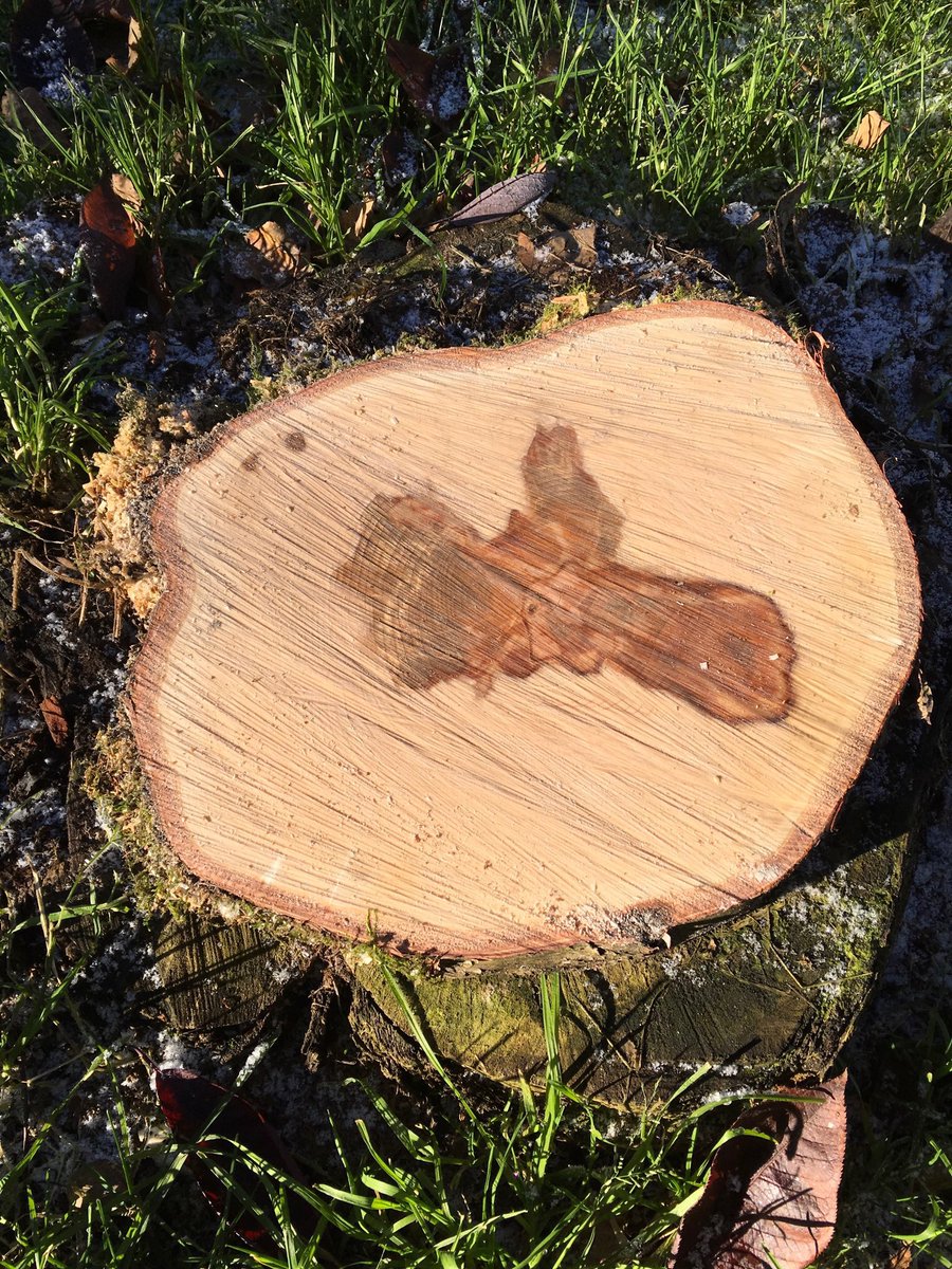 SeanEllis737's tweet photo. Have you ever seen a Moose in a tree? I was rewarded with this image while cutting fire wood for this winter. https://t.co/mO5oZIfH0n