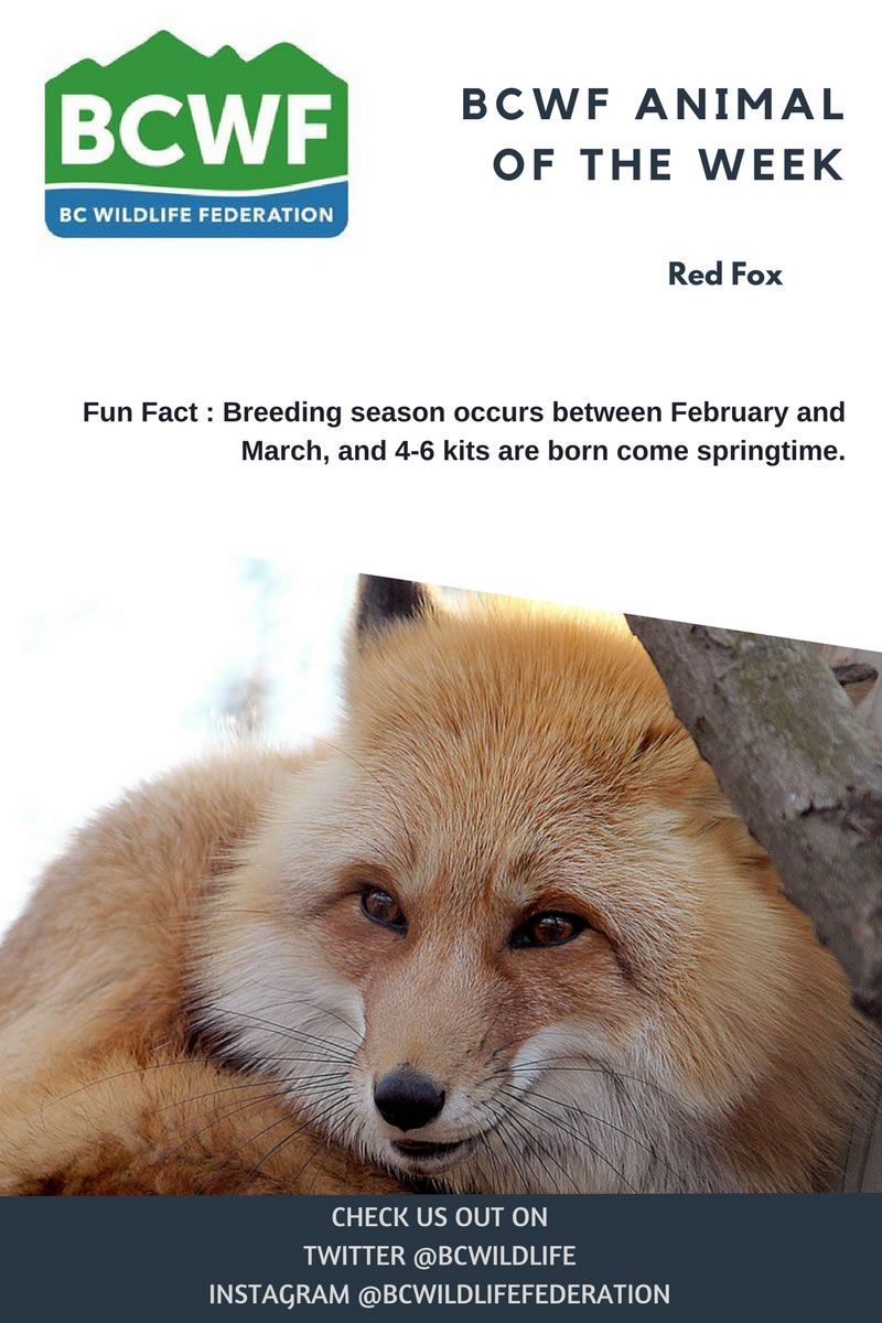 BCWildlife's tweet photo. This weeks #BCWFAnimaloftheWeek is the Red Fox https://t.co/GM6AzXqeJJ