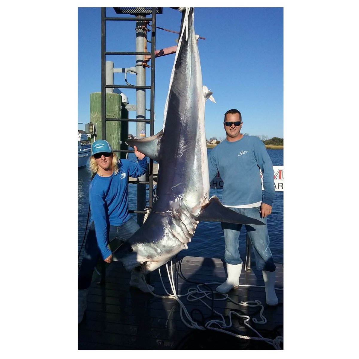 HoffmansMarina's tweet photo. 534lb. Mako for Brian and Martin on Big Deal. #DDock #hoffmansmarinawest #manasquanriver #brielle ⚓🚤🎣 https://t.co/3ANH9PGrm1