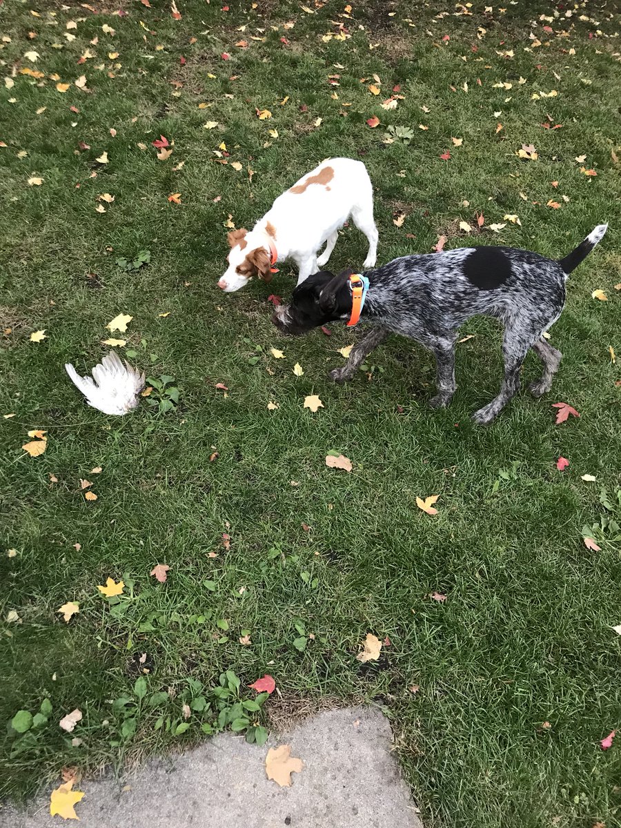 APWBauer's tweet image. Training buds