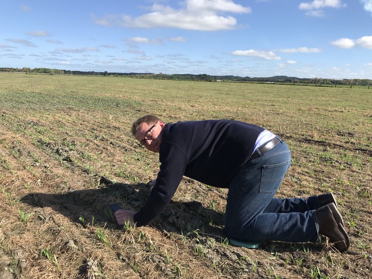 Pauloliver73's tweet photo. Cross-Slot RAPPEL™ Seed Applied Slug Repellent malting barley fully emerged under medium slug pressure in the Rangitikei. https://t.co/toW3nV6eUS