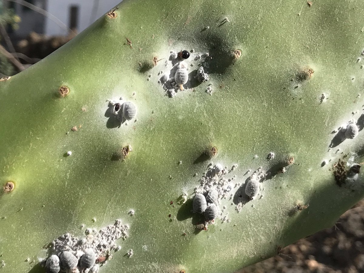 hotlanzarote's tweet photo. #Tunera#Chochinilla#Laus#Cactus#Mala#Lanzarote 
https://t.co/tihb743MWk https://t.co/e2Z8Jovi78