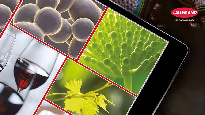 LOenology's tweet photo. How wine yeast and bacteria impact wine different styles ?
Taste it next week with our australian experts @sl_payne @JasonAmos @samharrop https://t.co/z7oirUs8K7