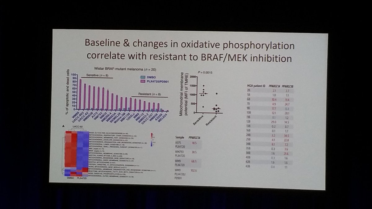 InstitutoOnco's tweet photo. WCM2017: novos conceitos de resistencia em drogas alvo no melanoma. https://t.co/LNo53WZLaZ